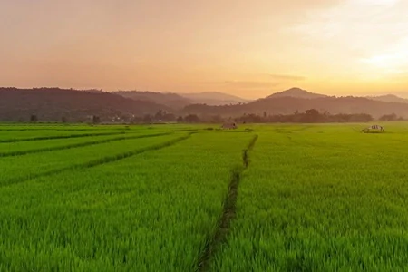 ทุ่งนา ยามเย็น บ้านเวียงแหง อ.เวียงแหง